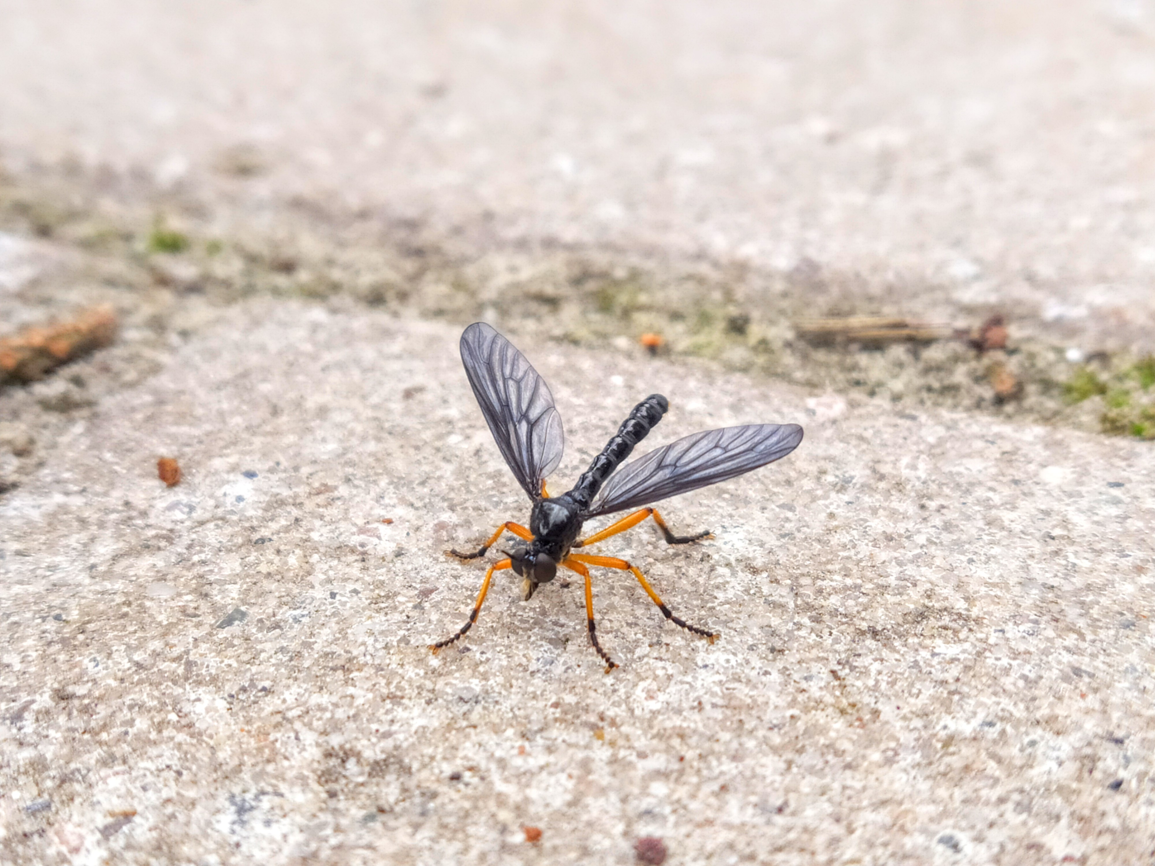 Wat Is Dit Voor 2 Vleugelig Insect Met Rood En Geel Lijf? - GoeieVraag