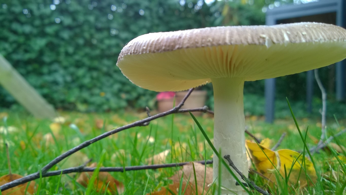 Picture for question