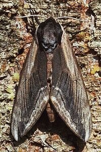 Plaatje bij antwoord