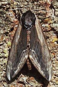 Plaatje bij antwoord