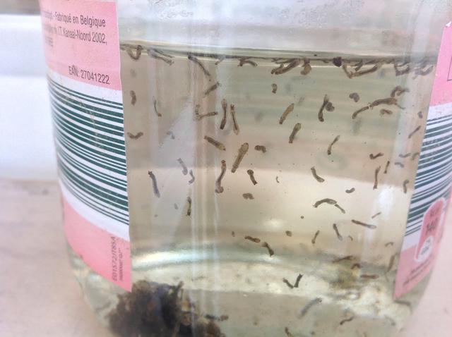 Picture for question