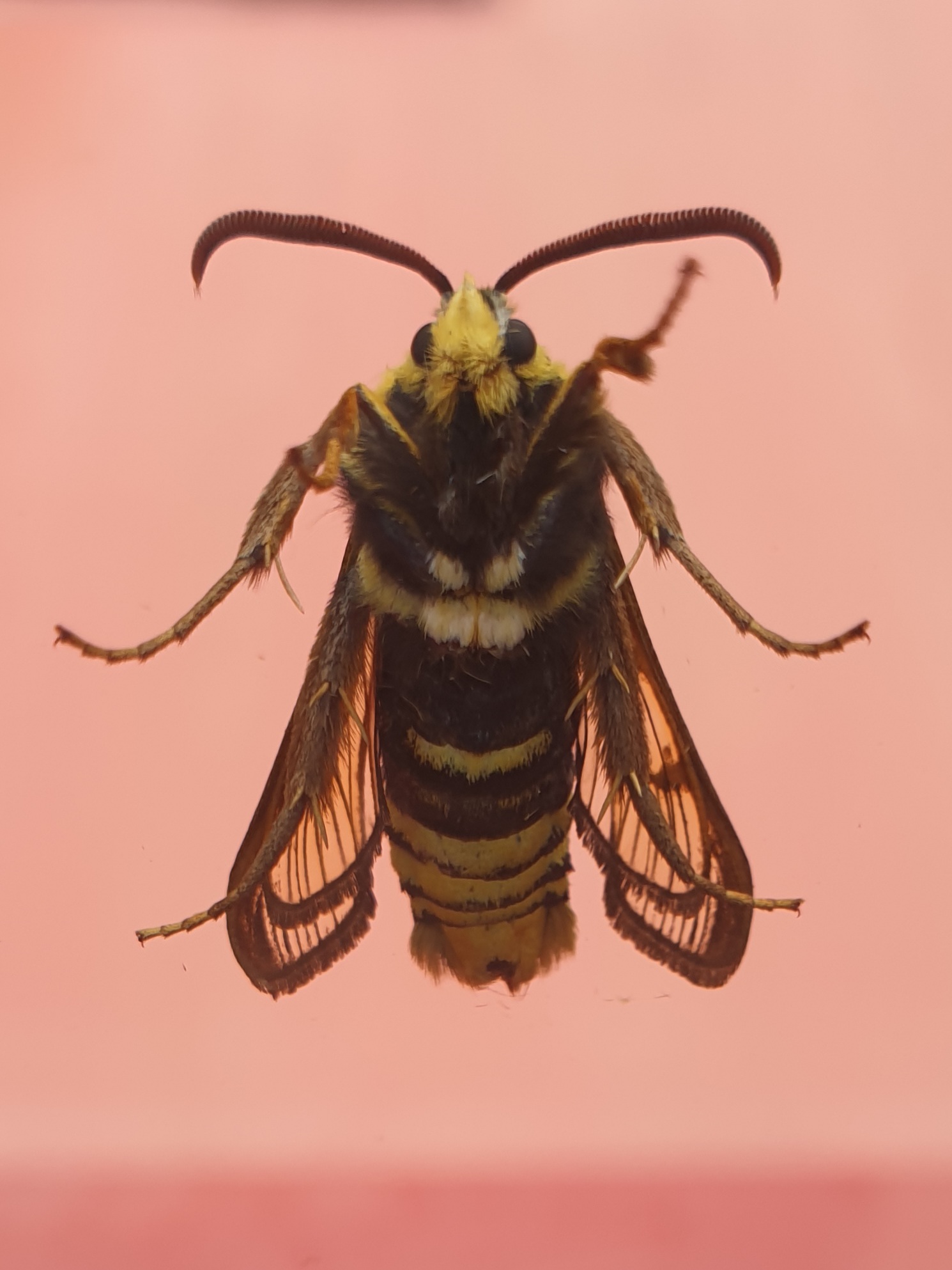 welk insect is dit, 6 poten, harig, vleugels, geel/zwart? - GoeieVraag