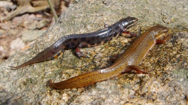 Plaatje bij antwoord