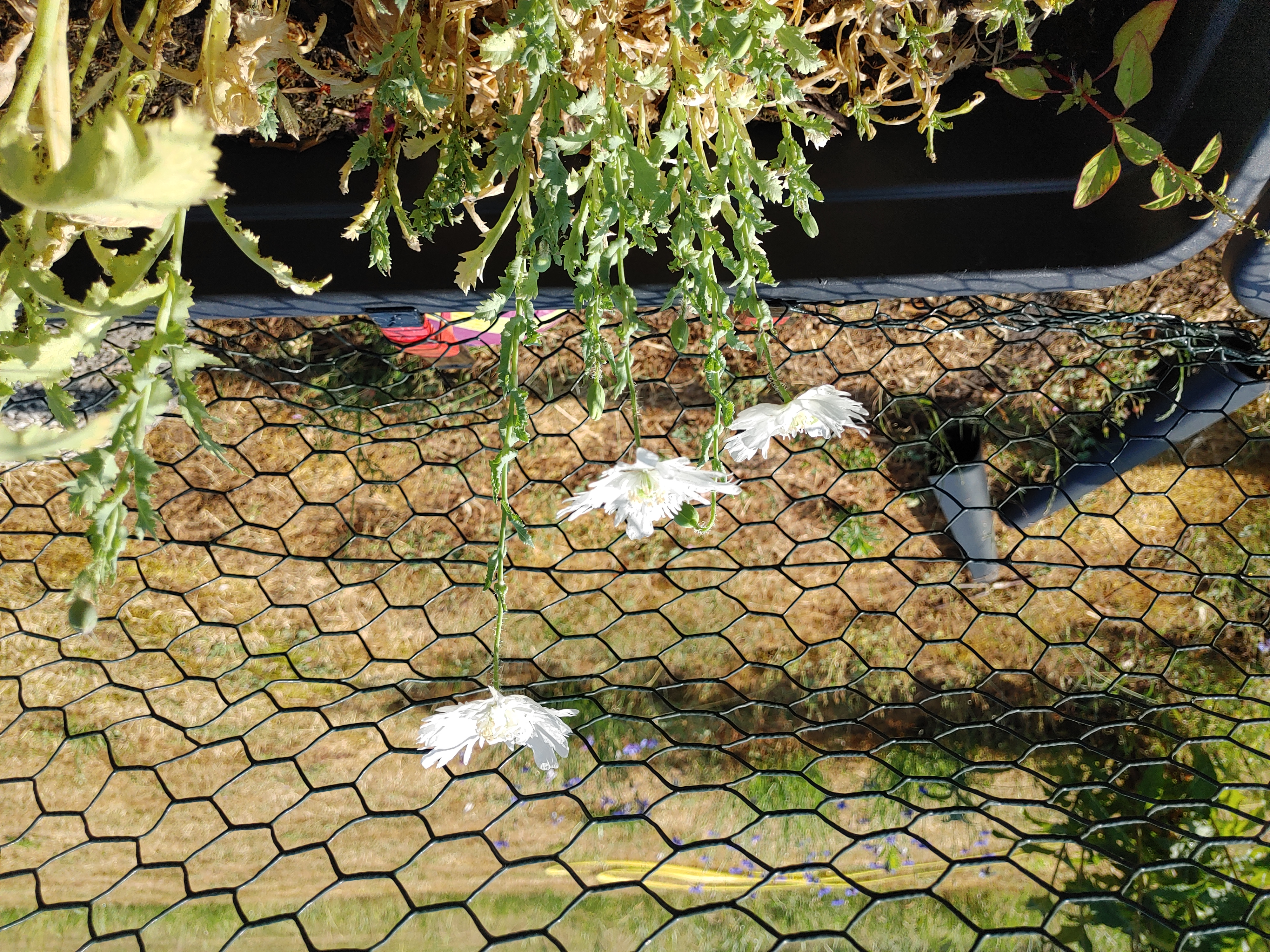 Picture for question