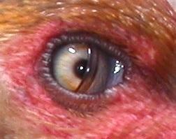 Picture for question