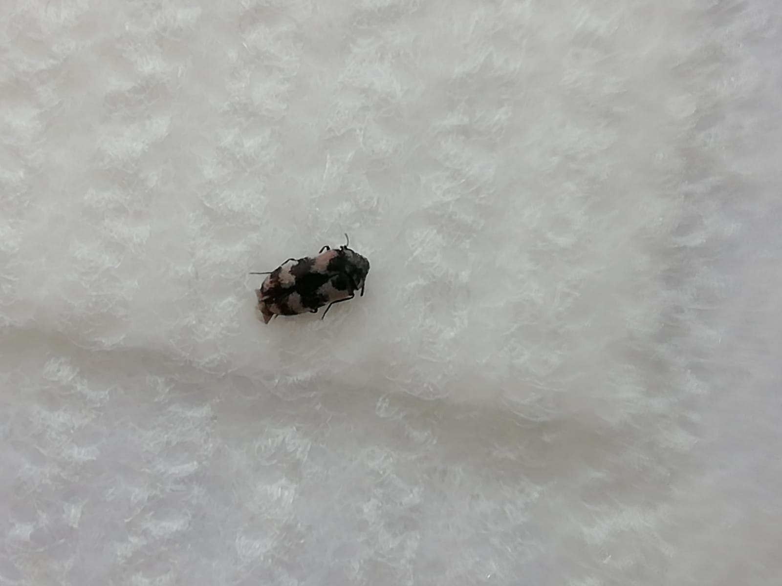 Picture for question