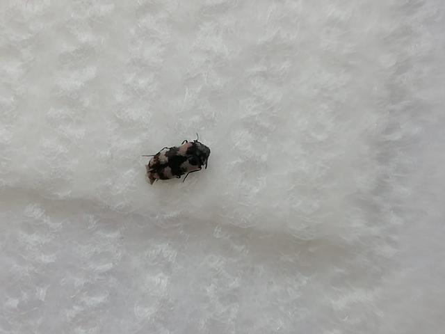 Picture for question