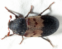 Plaatje bij antwoord