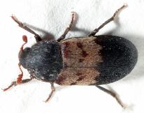 Plaatje bij antwoord