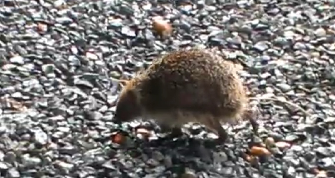 Plaatje bij antwoord