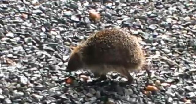 Plaatje bij antwoord