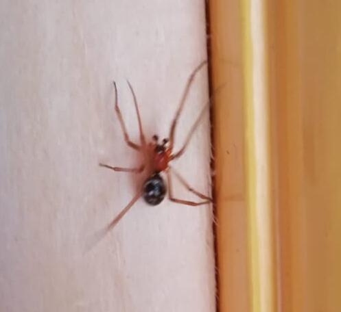 Picture for question