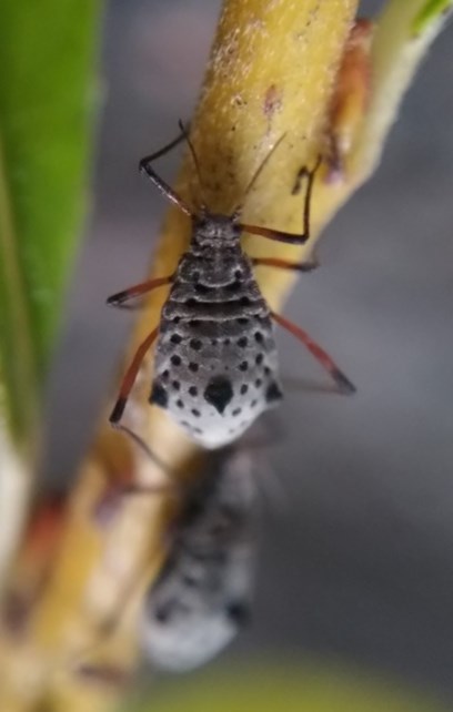 Plaatje bij antwoord