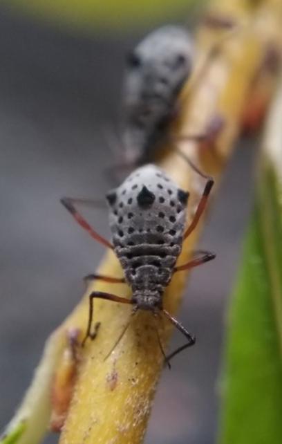 Plaatje bij antwoord