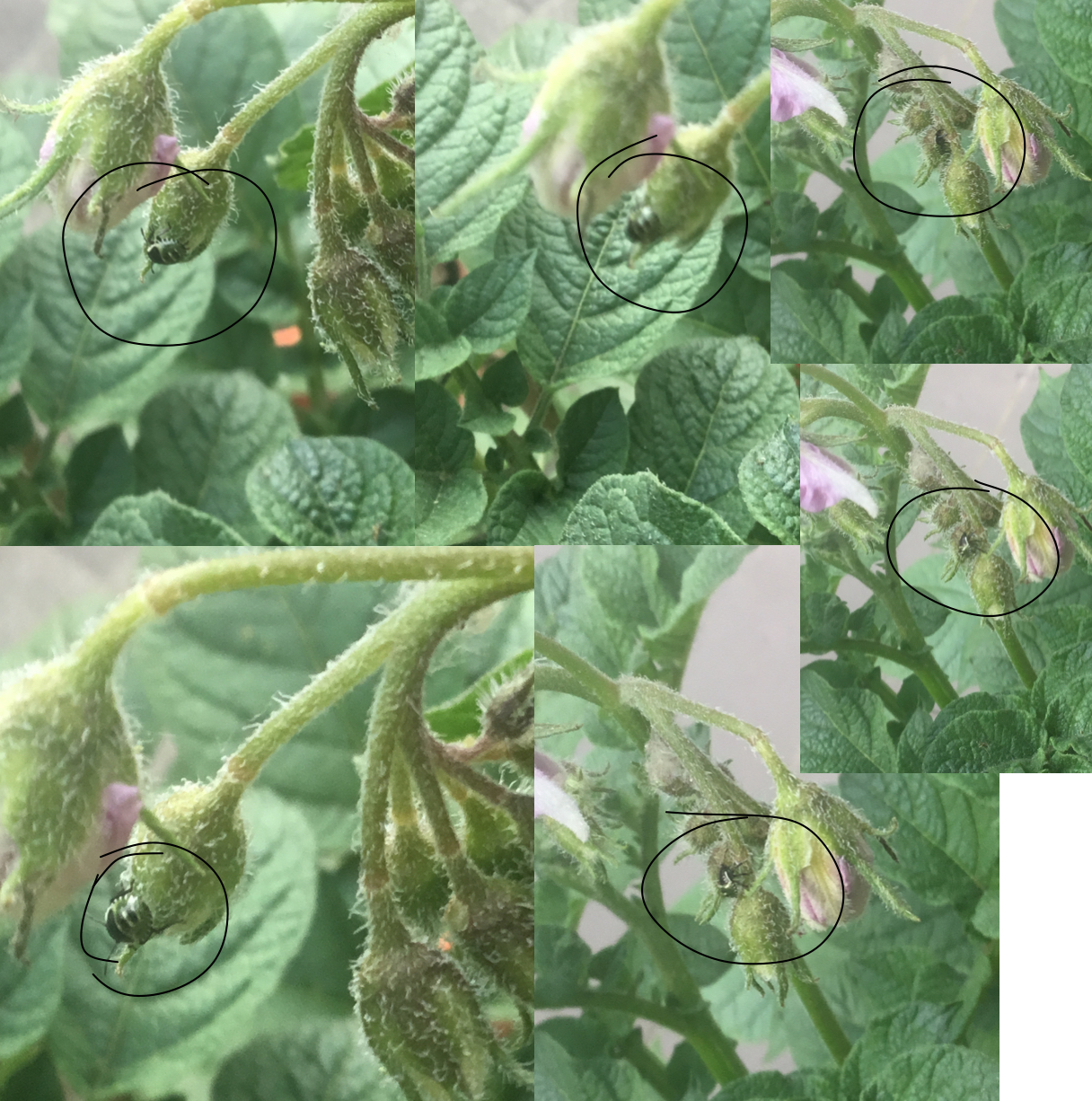 Picture for question