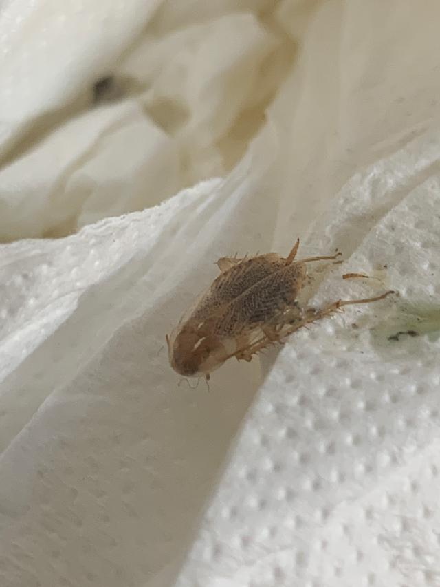 Picture for question