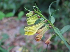 Plaatje bij antwoord