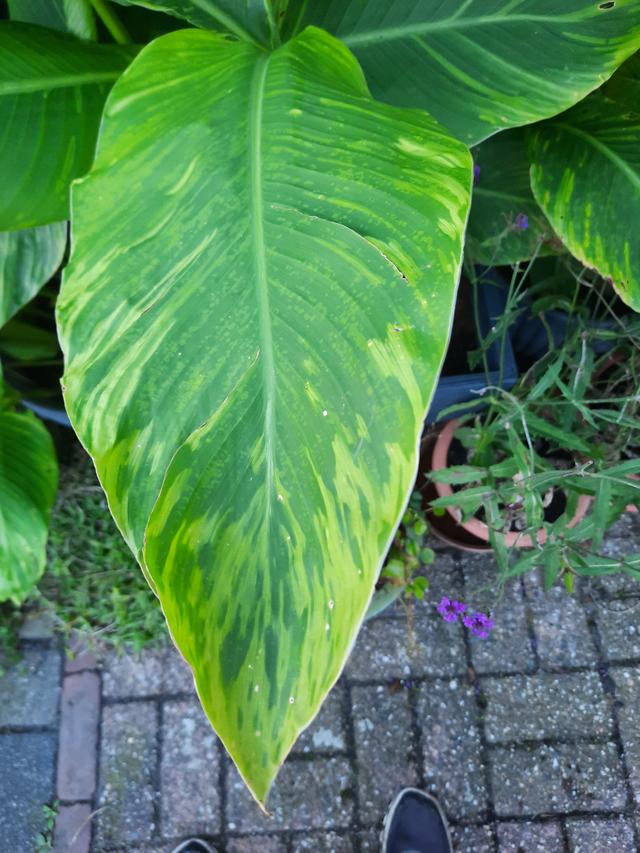 Picture for question