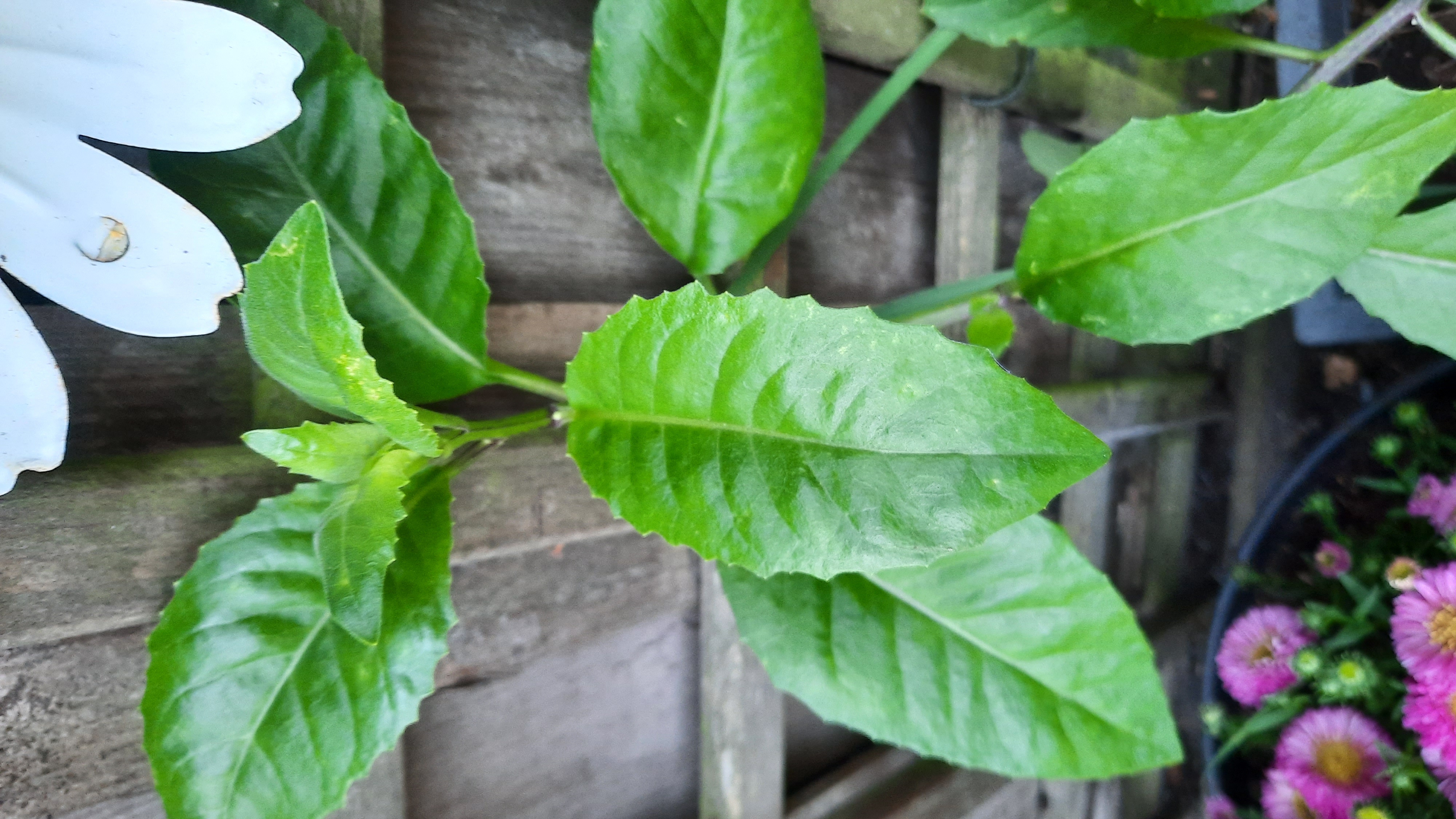 Picture for question