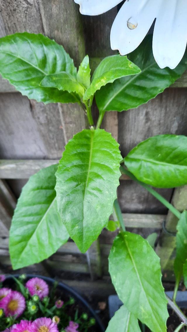 Picture for question