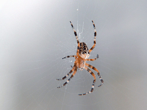 Plaatje bij antwoord