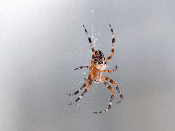 Plaatje bij antwoord