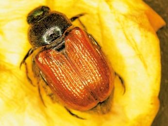 Plaatje bij antwoord