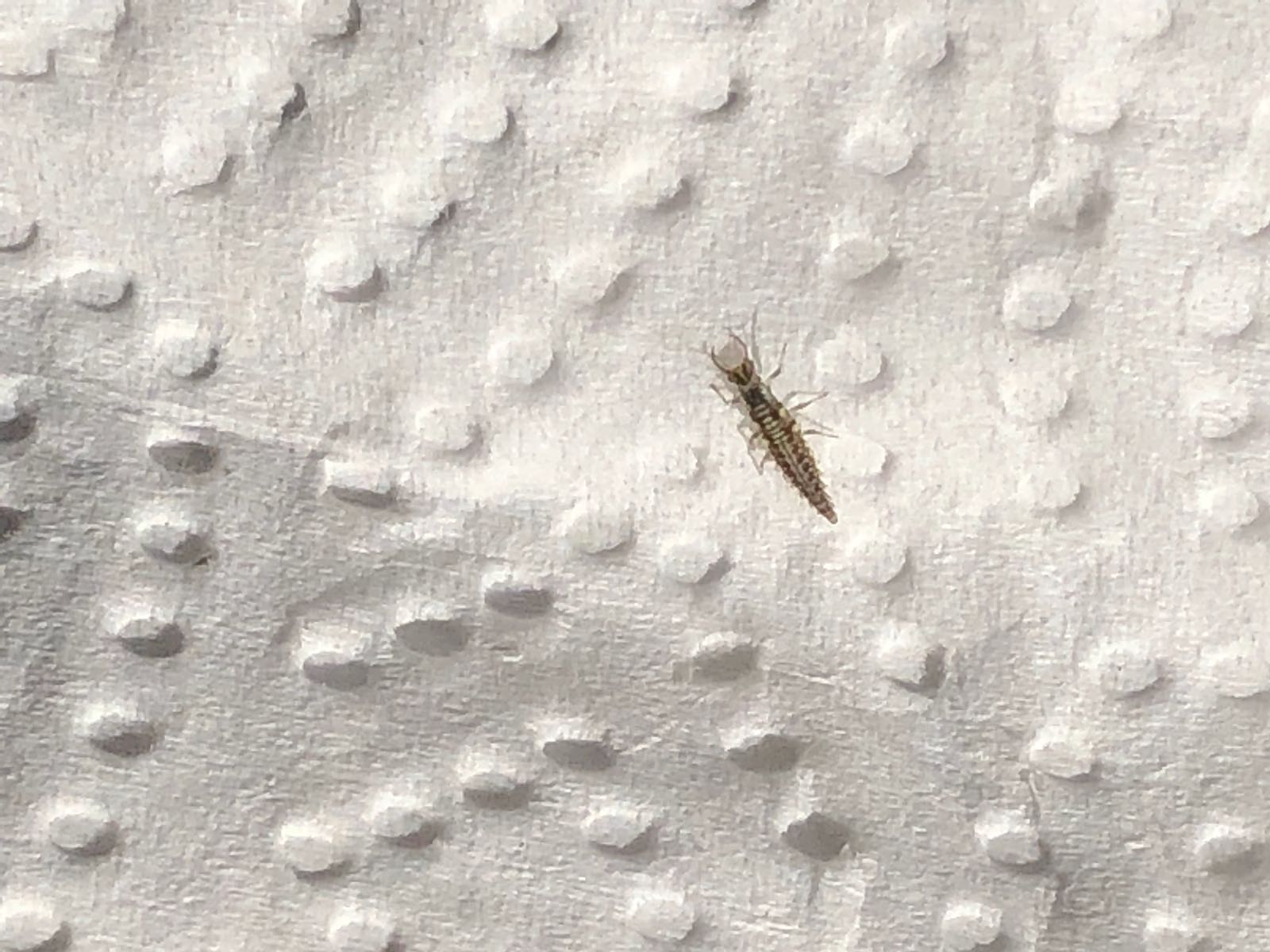 Picture for question