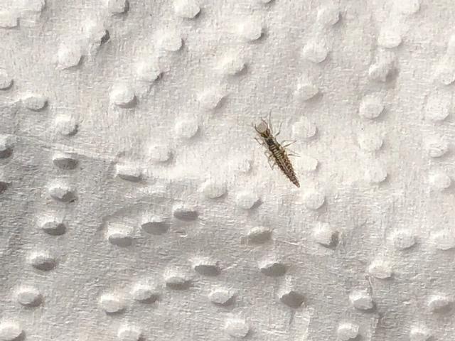 Picture for question