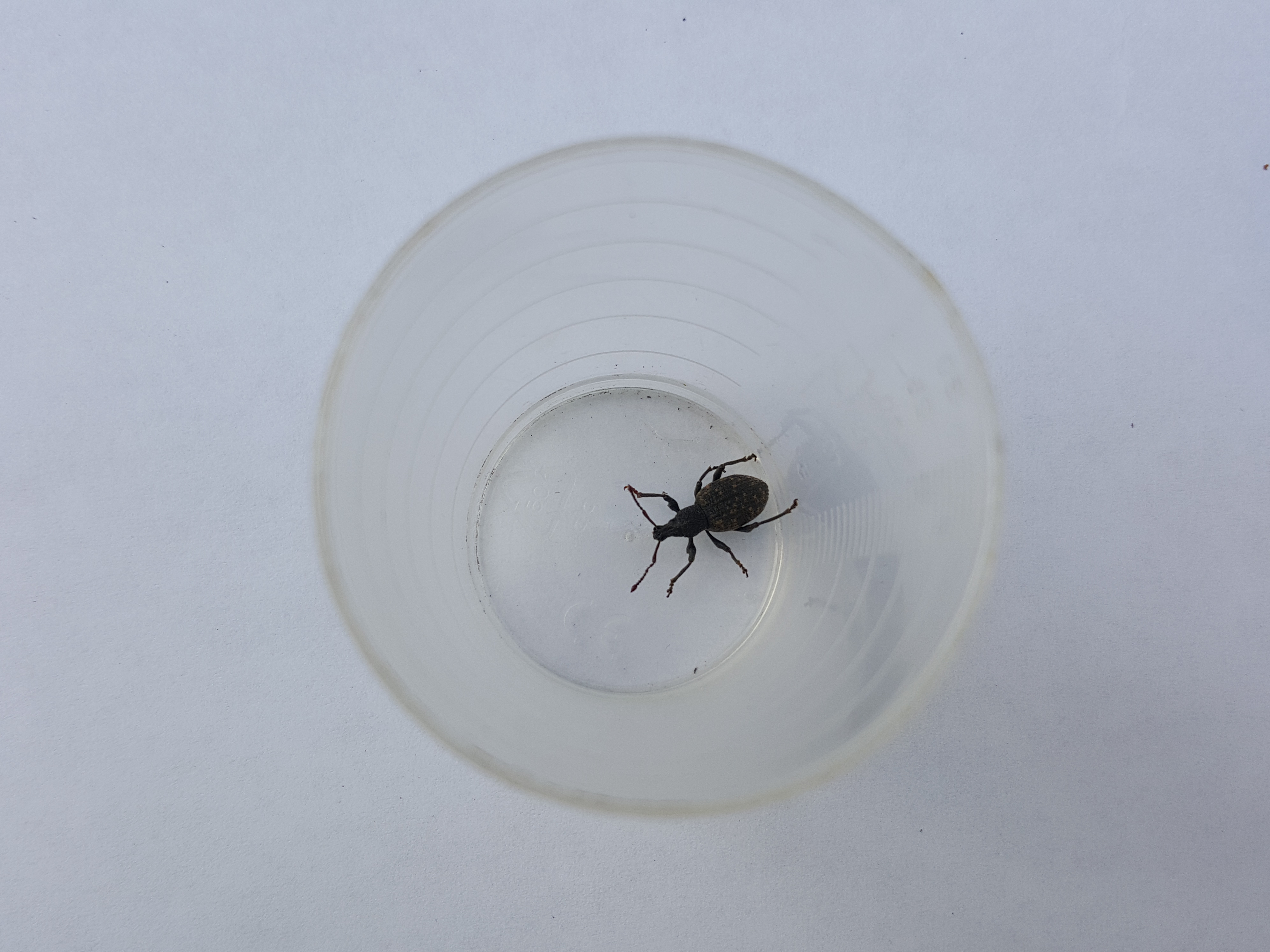 Picture for question