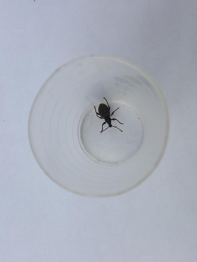 Picture for question
