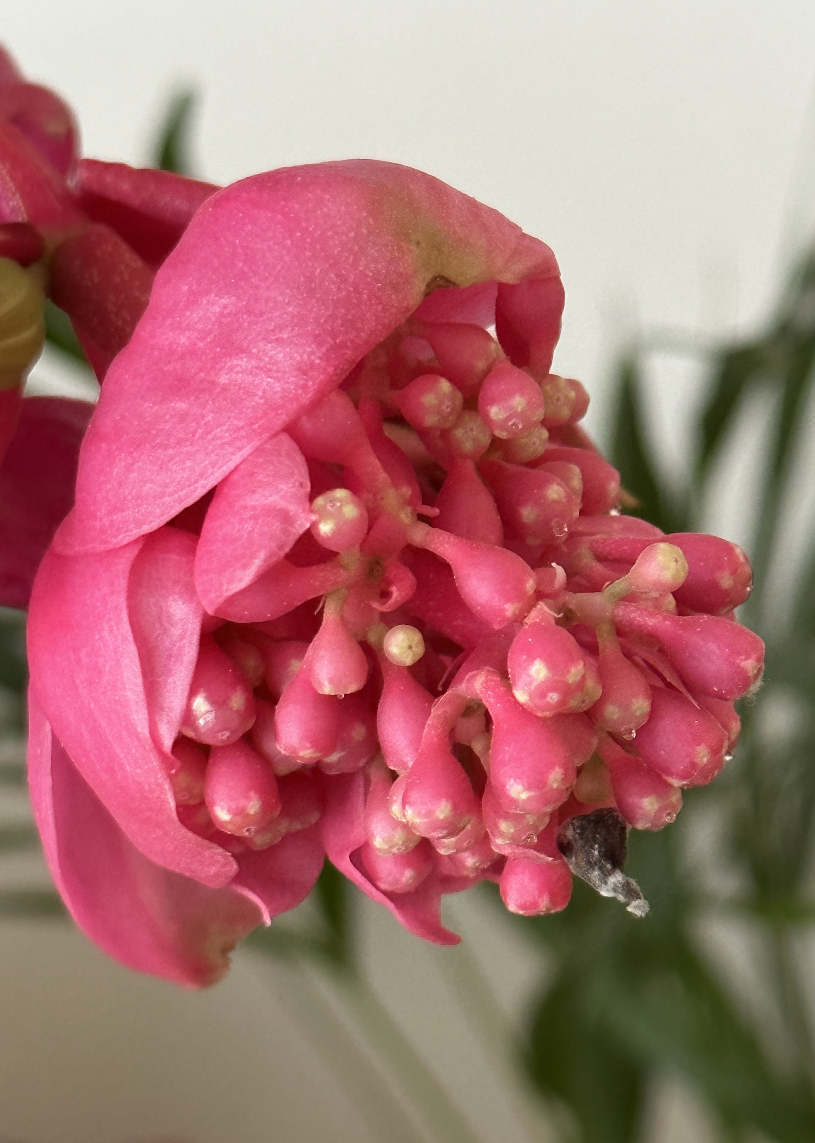 Picture for question