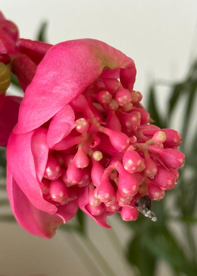 Picture for question