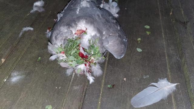 Picture for question