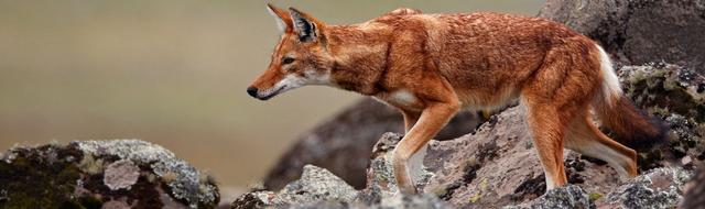 Plaatje bij antwoord