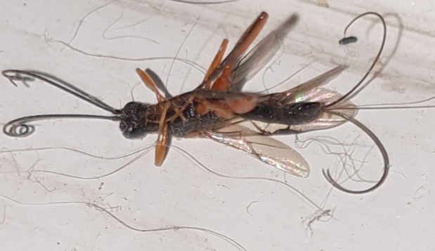 Picture for question