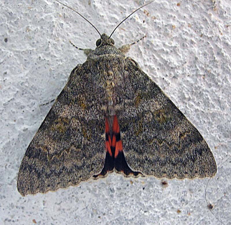 Plaatje bij antwoord