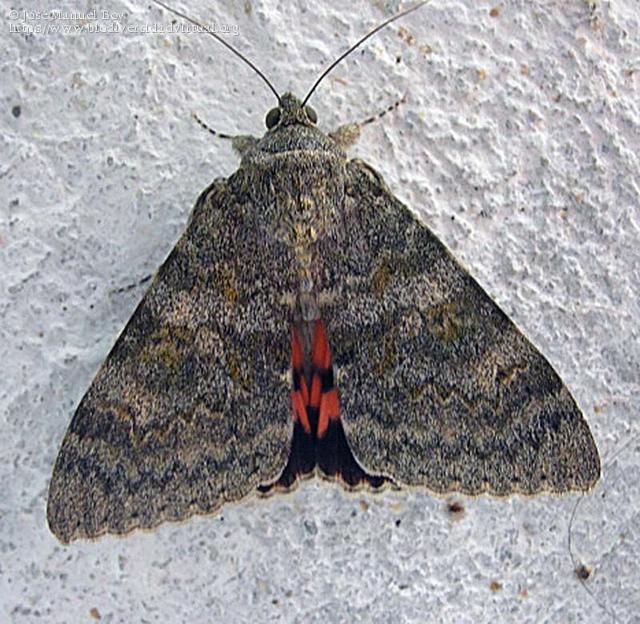 Plaatje bij antwoord