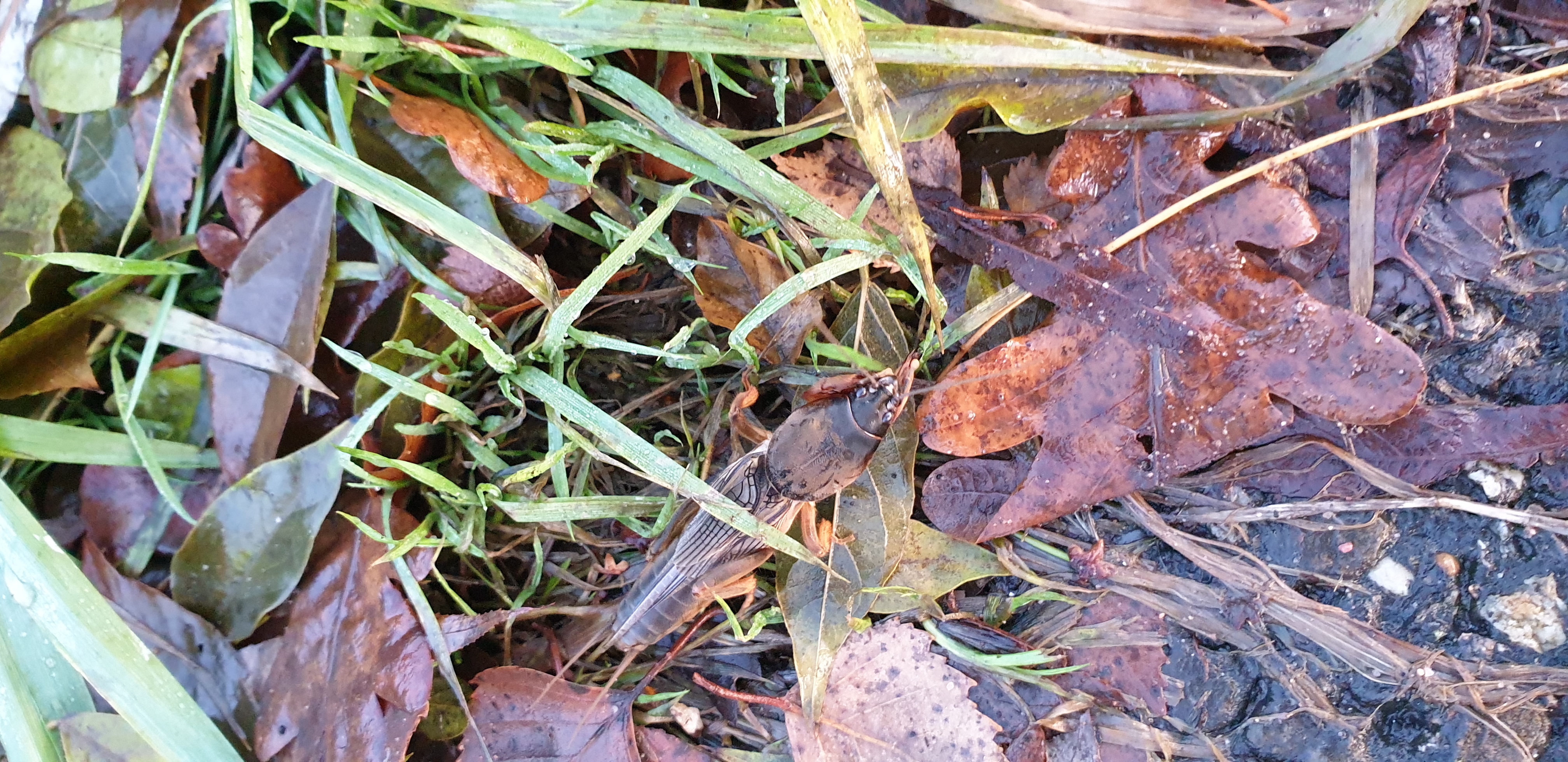 Picture for question