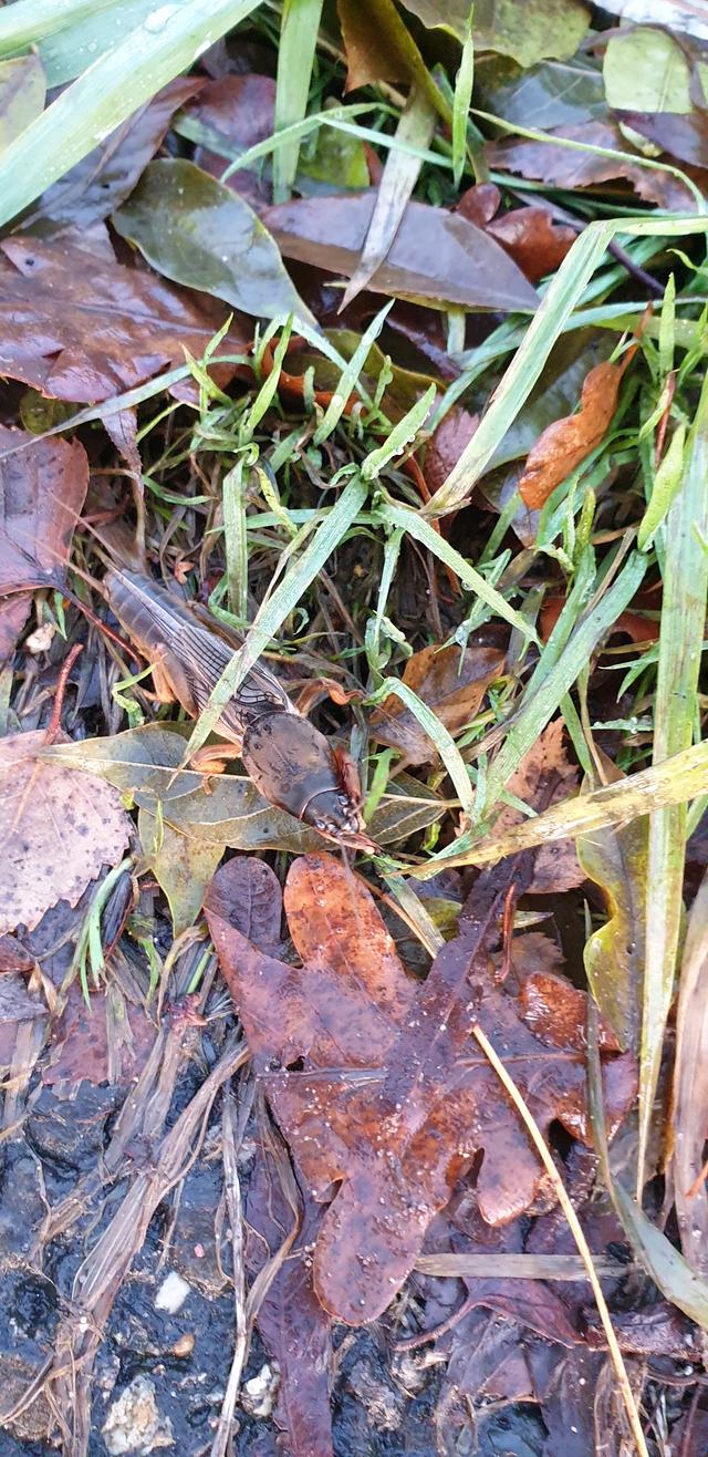 Picture for question