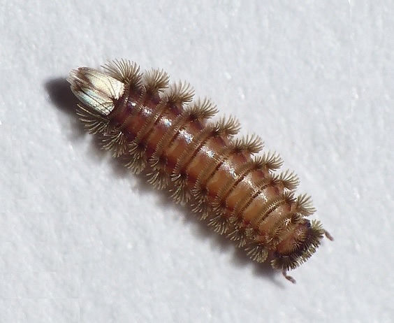 Plaatje bij antwoord