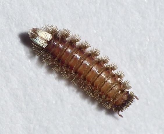 Plaatje bij antwoord