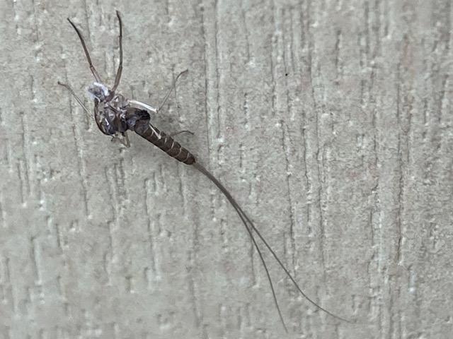 Picture for question