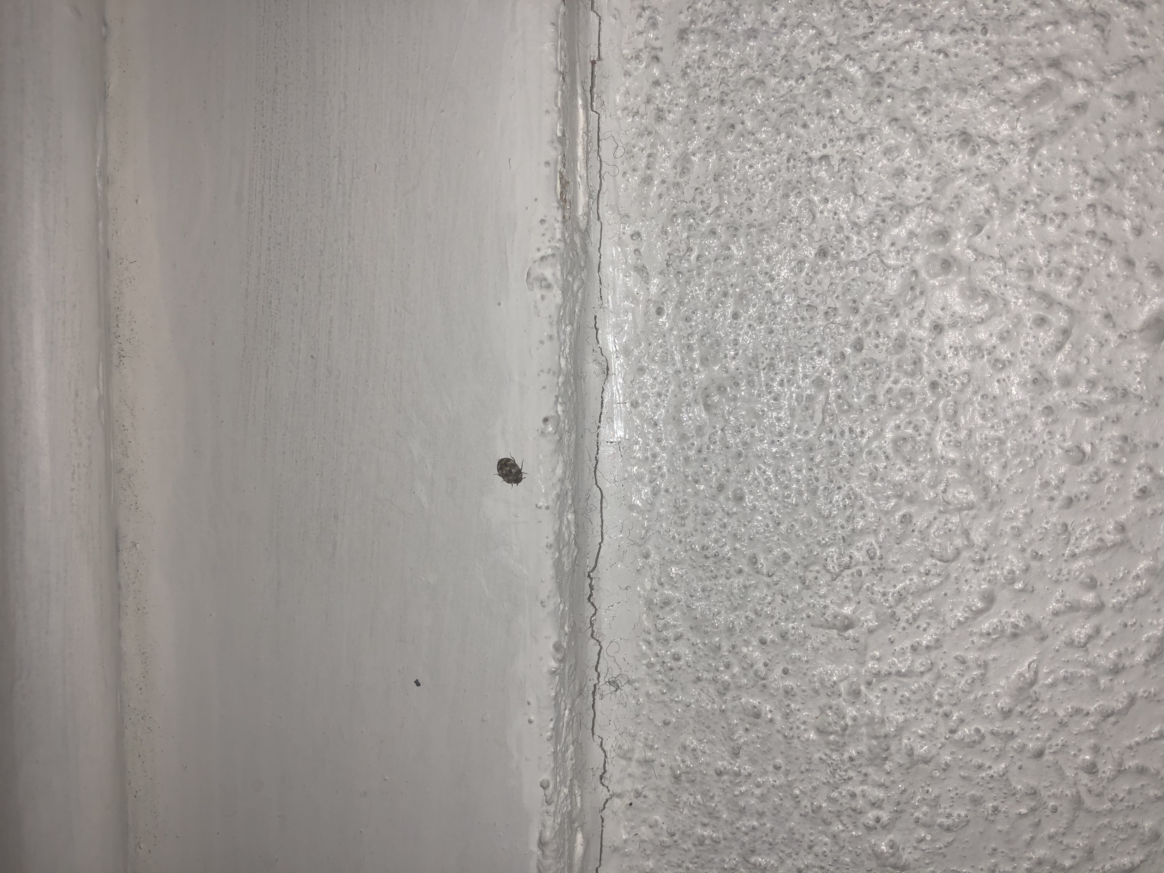 Picture for question