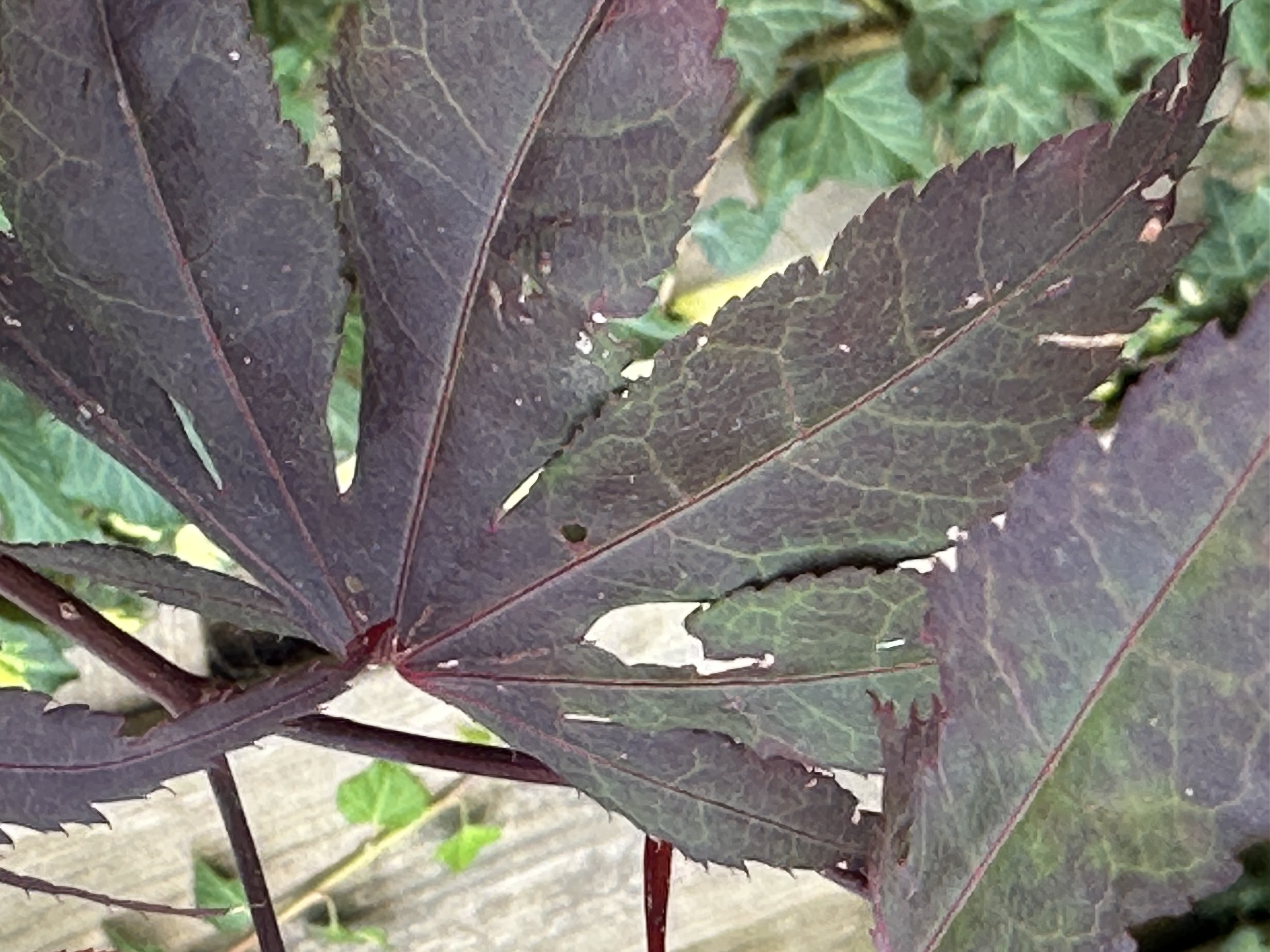 Picture for question