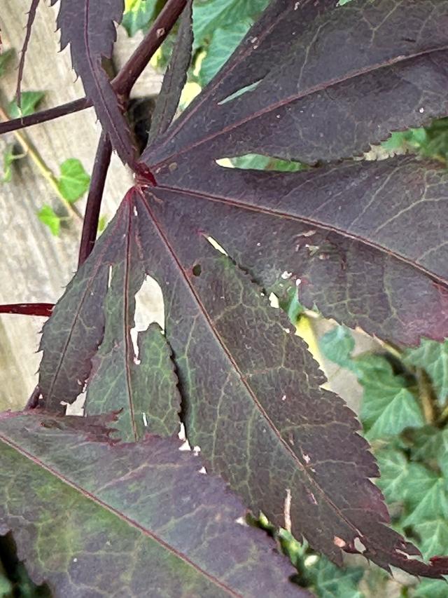 Picture for question