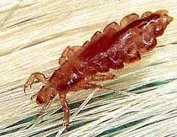 Picture for question