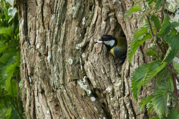Plaatje bij antwoord