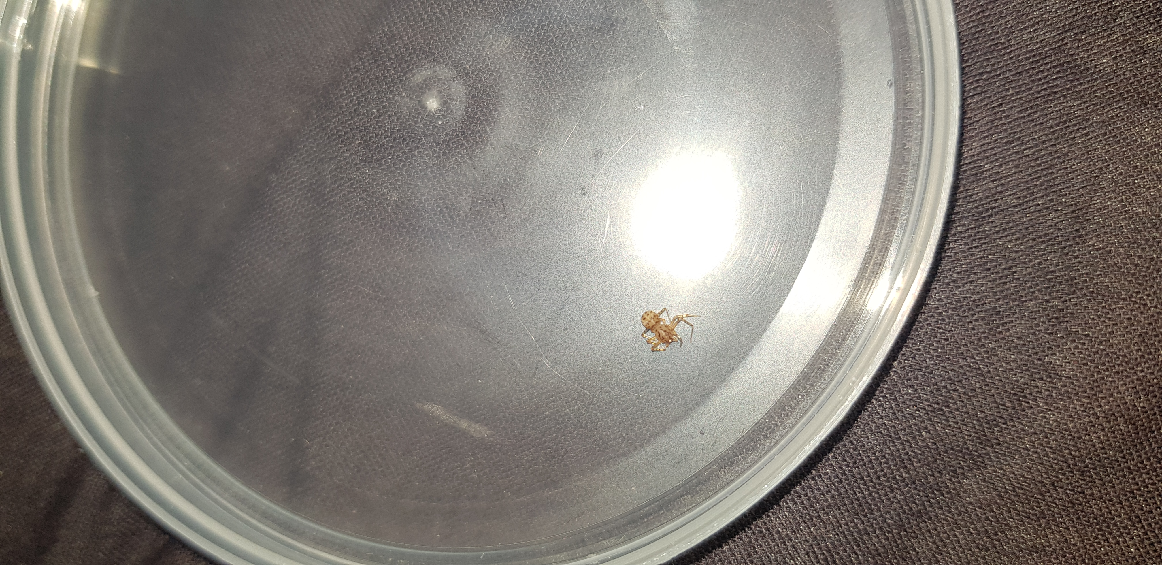 Picture for question