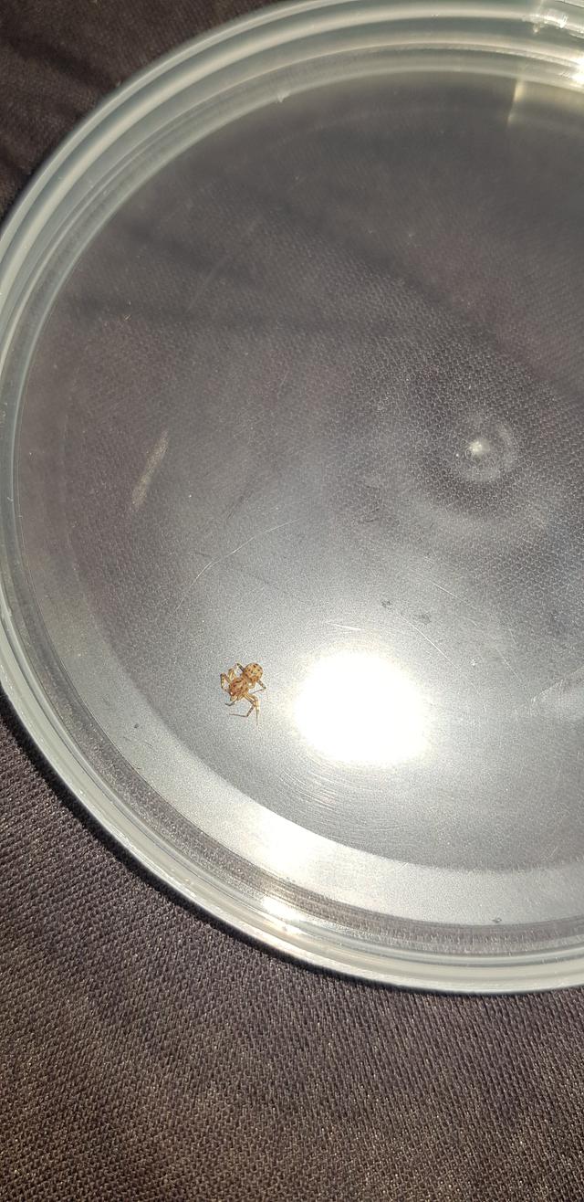 Picture for question